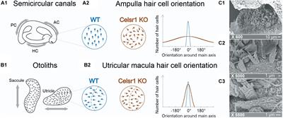 Implication of Vestibular Hair Cell Loss of Planar Polarity for the Canal and Otolith-Dependent Vestibulo-Ocular Reflexes in Celsr1–/– Mice